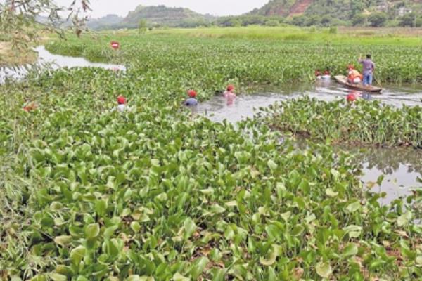 水葫蘆的功效與作用及禁忌 水葫蘆的危害