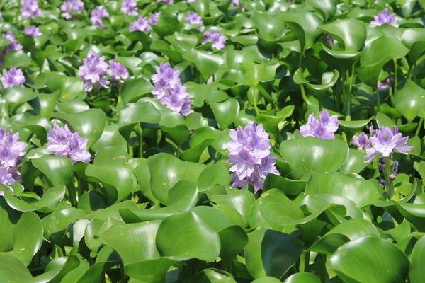 水葫蘆的功效與作用及禁忌 水葫蘆的危害