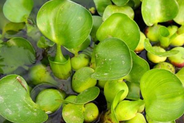 水葫蘆的功效與作用及禁忌 水葫蘆的危害