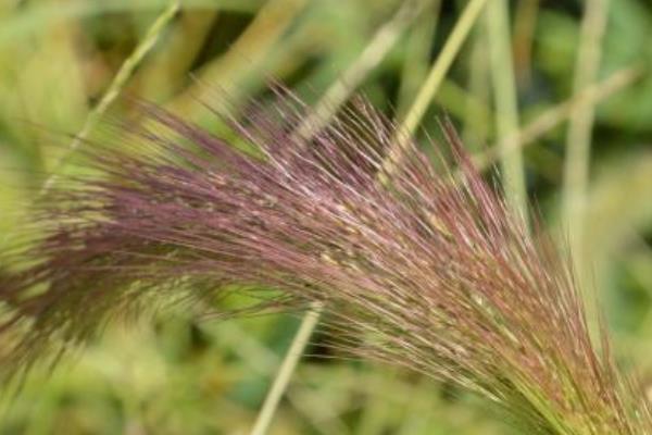 狼尾草的功效與作用及禁忌 雜交狼尾草的優(yōu)缺點(diǎn)