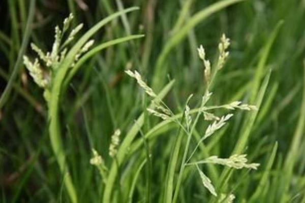 早熟禾品種有哪些  早熟禾是什么