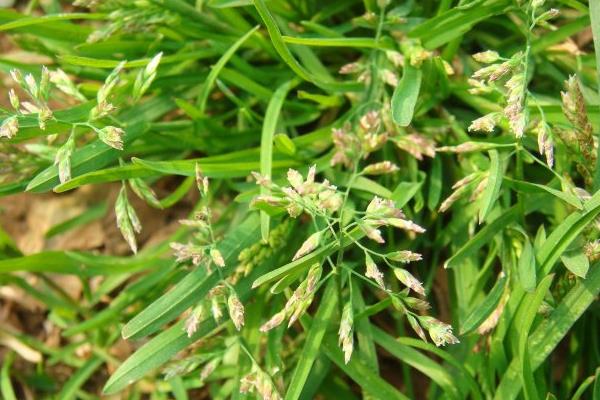 早熟禾種子市場價格多少錢一斤  早熟禾種植技術