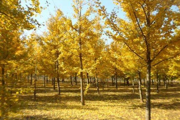 銀杏樹圖片大全 銀杏樹又叫什么樹