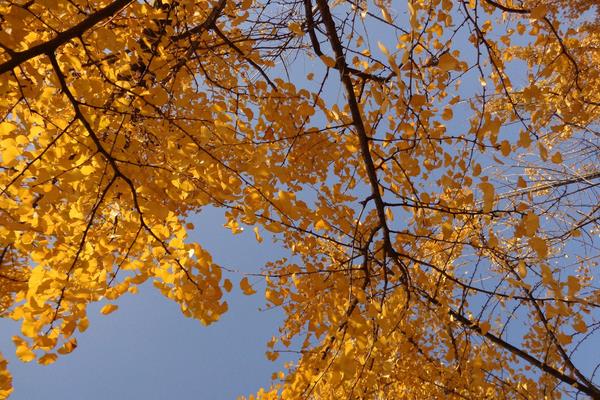 白果樹和銀杏樹一樣嗎  白果的功效與作用