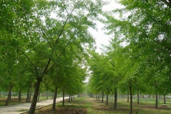 銀杏樹苗市場價格分別多少錢一棵（3年、10年、20年、30年）
