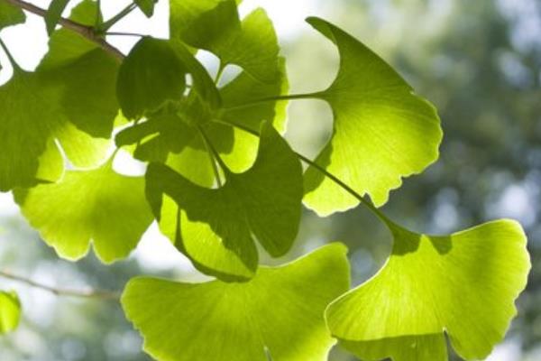 銀杏樹怎么畫（圖解步驟） 銀杏樹是什么顏色的