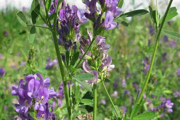 苜蓿草市場價格多少錢一噸  苜蓿草的營養價值