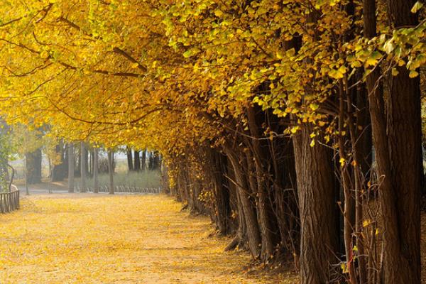 銀杏樹為什么又叫公孫樹 世界第一銀杏樹圖片及介紹