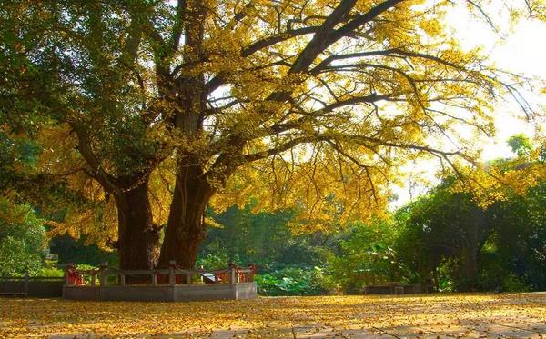 銀杏樹為什么那么珍貴 銀杏樹能加工手串嗎