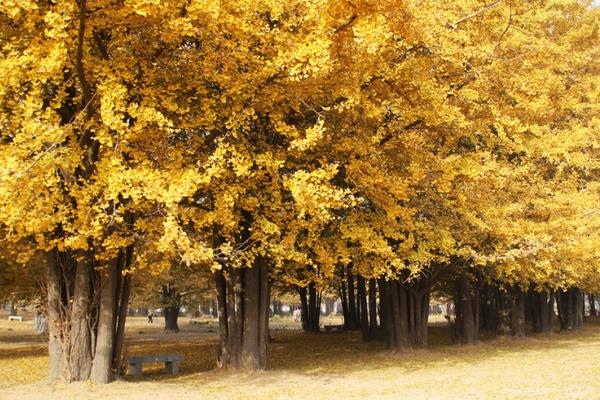 銀杏樹為什么那么珍貴 銀杏樹能加工手串嗎