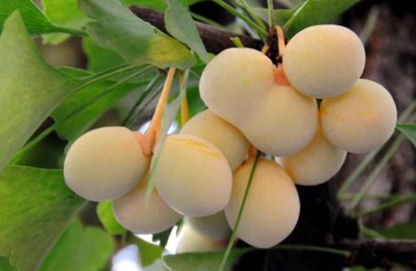 銀杏樹為什么那么珍貴 銀杏樹能加工手串嗎