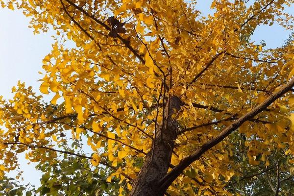 銀杏樹為什么那么珍貴 銀杏樹能加工手串嗎