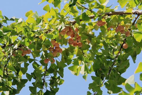 銀杏樹多少年結(jié)果 銀杏樹為什么不結(jié)果