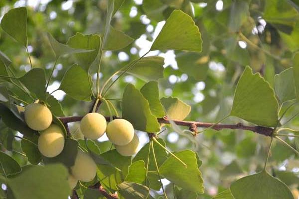 銀杏樹多少年結(jié)果 銀杏樹為什么不結(jié)果