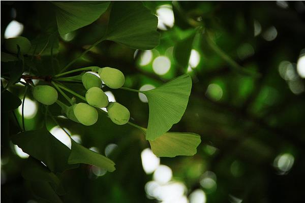 銀杏樹多少年結(jié)果 銀杏樹為什么不結(jié)果