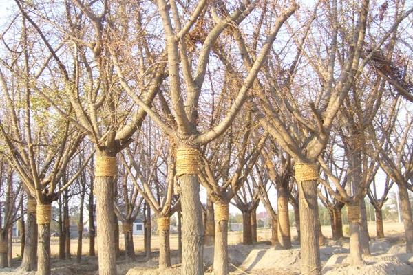 銀杏樹多少年結(jié)果 銀杏樹為什么不結(jié)果