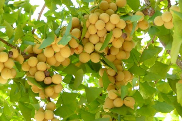 銀杏樹多少年結(jié)果 銀杏樹為什么不結(jié)果