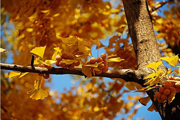 銀杏樹多少年結(jié)果 銀杏樹為什么不結(jié)果