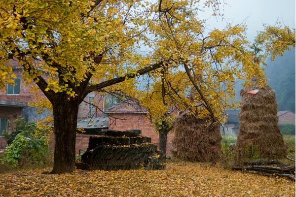 門前栽銀杏樹好不好 門前種銀杏樹的注意事項