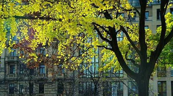 門(mén)前栽銀杏樹(shù)好不好 門(mén)前種銀杏樹(shù)的注意事項(xiàng)