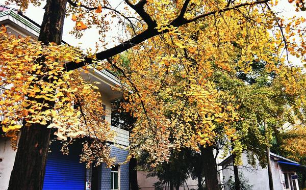 門(mén)前栽銀杏樹(shù)好不好 門(mén)前種銀杏樹(shù)的注意事項(xiàng)