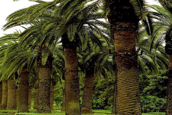 門(mén)前栽銀杏樹(shù)好不好 門(mén)前種銀杏樹(shù)的注意事項(xiàng)