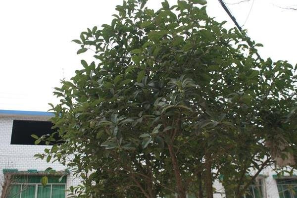 門(mén)前栽銀杏樹(shù)好不好 門(mén)前種銀杏樹(shù)的注意事項(xiàng)