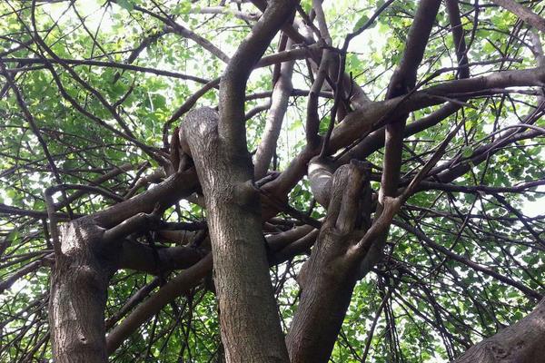 門(mén)前栽銀杏樹(shù)好不好 門(mén)前種銀杏樹(shù)的注意事項(xiàng)