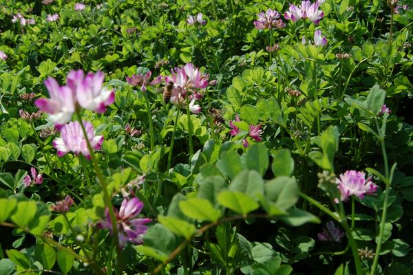 紫云英圖片大全 紫云英簡介