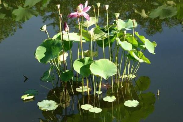 夏天有什么花開 夏季有哪些花卉植物