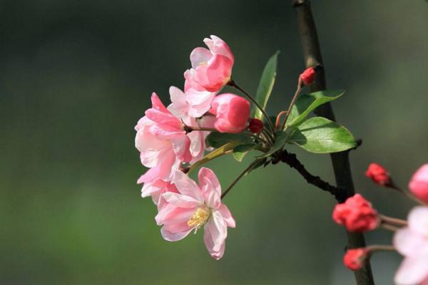 春天是什么時候 初春和早春哪個早,四月是春天還是夏天