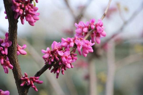 春天是什么時候 初春和早春哪個早,四月是春天還是夏天