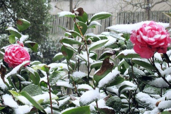 冬天有哪些花開 冬季有哪些花卉植物開花