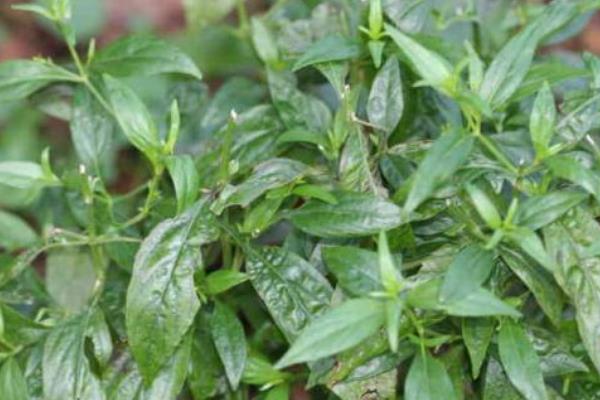 夏天吃什么菜對身體好 夏天吃什么降火解暑