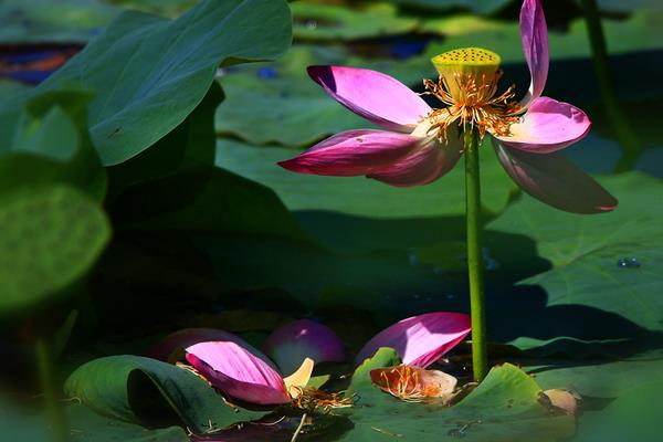 夏天要注意什么 夏天皮膚出油怎么辦
