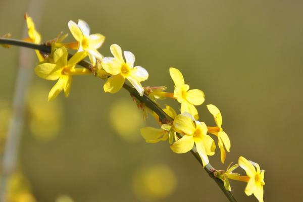 春天來了下一句是什么（補充句子） 關于春天的作文句子