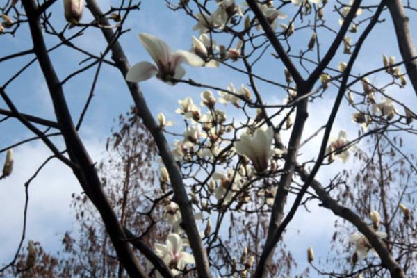 春天來(lái)了下一句是什么(補(bǔ)充句子) 關(guān)于春天的作文句子