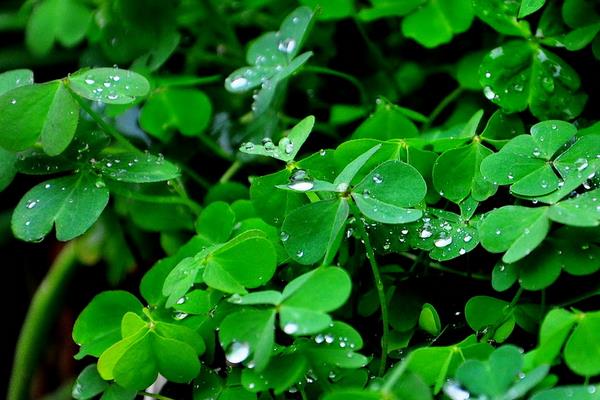 春天來(lái)了下一句是什么(補(bǔ)充句子) 關(guān)于春天的作文句子