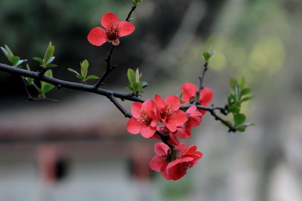 春天來(lái)了下一句是什么(補(bǔ)充句子) 關(guān)于春天的作文句子