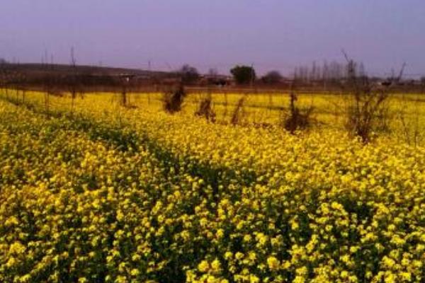 春天來(lái)了下一句是什么(補(bǔ)充句子) 關(guān)于春天的作文句子