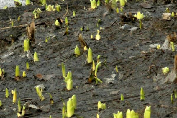 春天來(lái)了下一句是什么(補(bǔ)充句子) 關(guān)于春天的作文句子