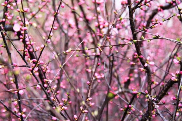 春天來(lái)了下一句是什么(補(bǔ)充句子) 關(guān)于春天的作文句子