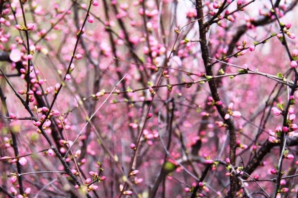 春天有什么花開 春季有哪些花卉植物