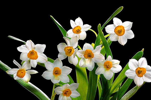 春天有什么花開 春季有哪些花卉植物