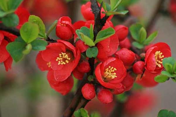 春天有什么花開 春季有哪些花卉植物