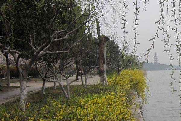 春天有什么花開 春季有哪些花卉植物