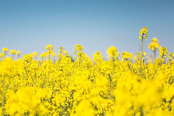 春天有什么花開 春季有哪些花卉植物