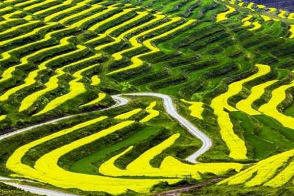 春天有什么花開 春季有哪些花卉植物