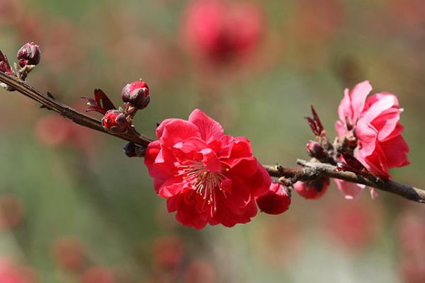 春天有什么特點及好處 春天相對于其它季節有哪些變化