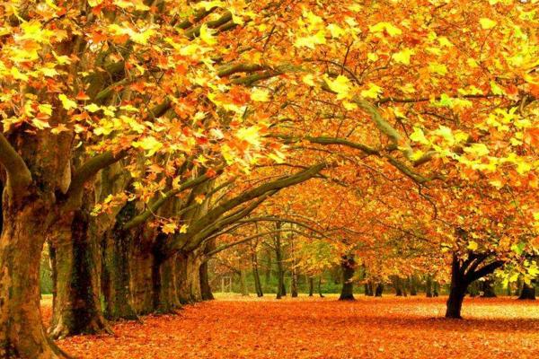 秋季養生菜譜大全 秋季有哪些水果蔬菜吃